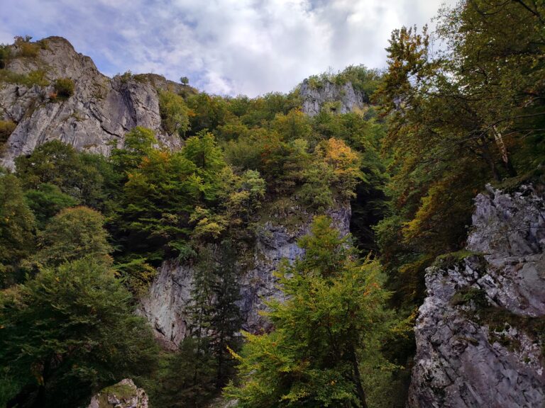 Minulosť, súčasnosť a budúcnosť lesov Slovenska – 1. časť