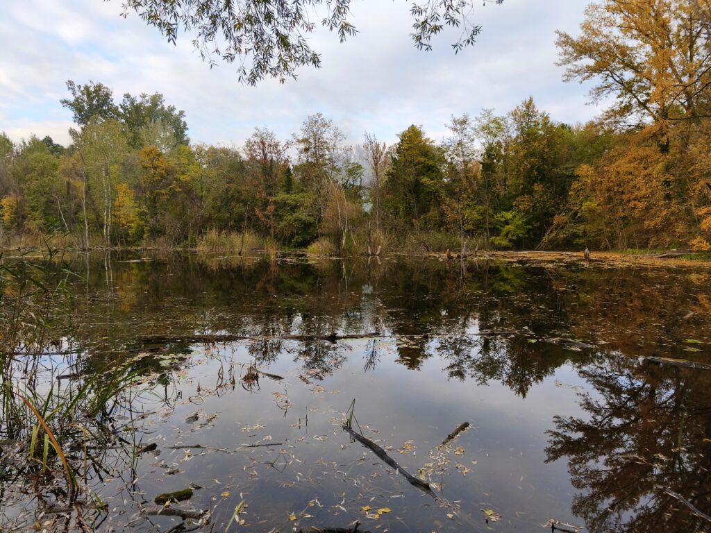 Čunovské rameno